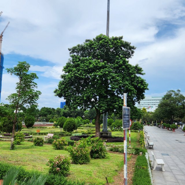  THE SAILING QUY NHƠN