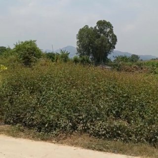 Đất Luật Chánh, Phước Hiệp