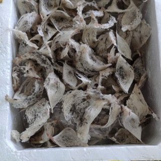 Nhà yến Phước Hiệp